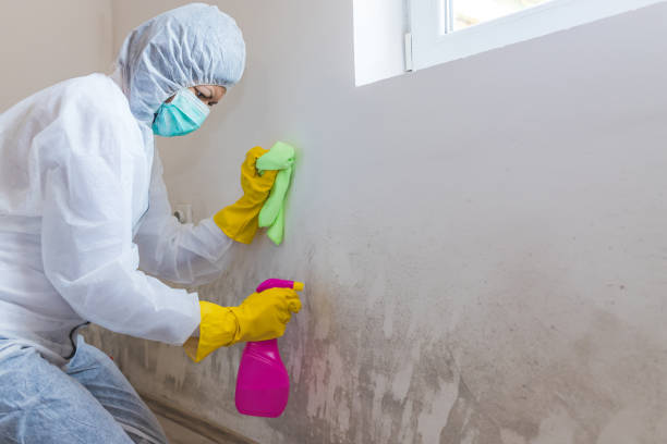 Best Mold Odor Removal Services in Blackhawk, CA